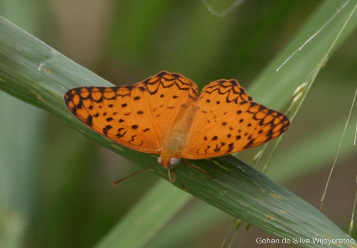 Phalanta phalantha Drury, 1773